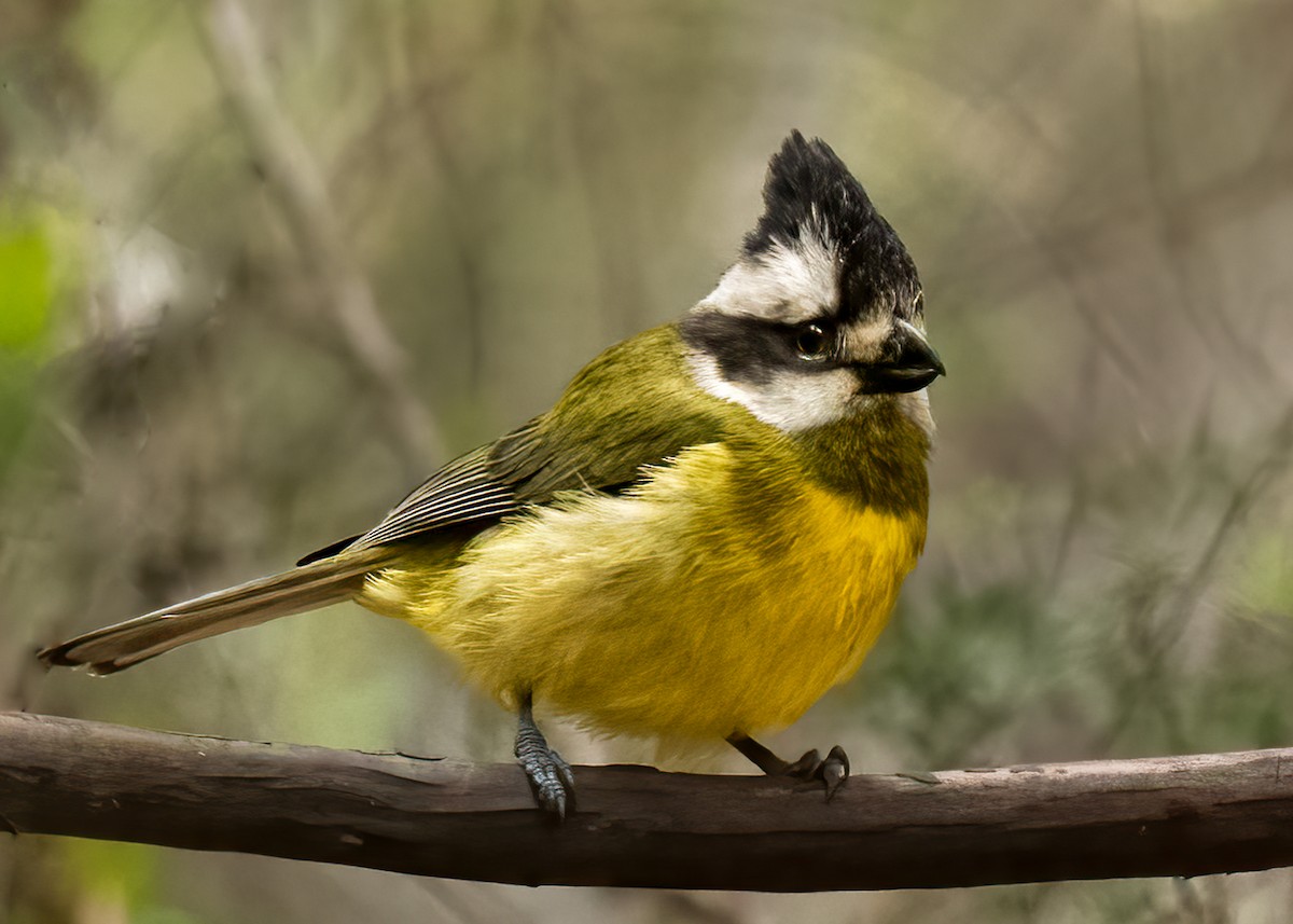 Eastern Shrike-tit - ML611617311