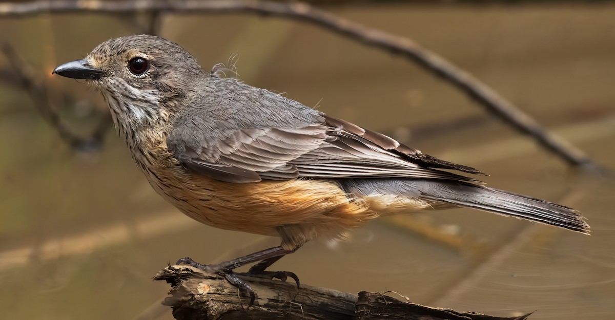 Rufous Whistler - ML611617314