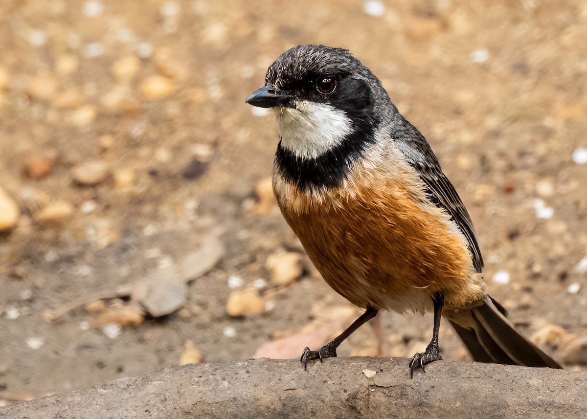 Rufous Whistler - ML611617315