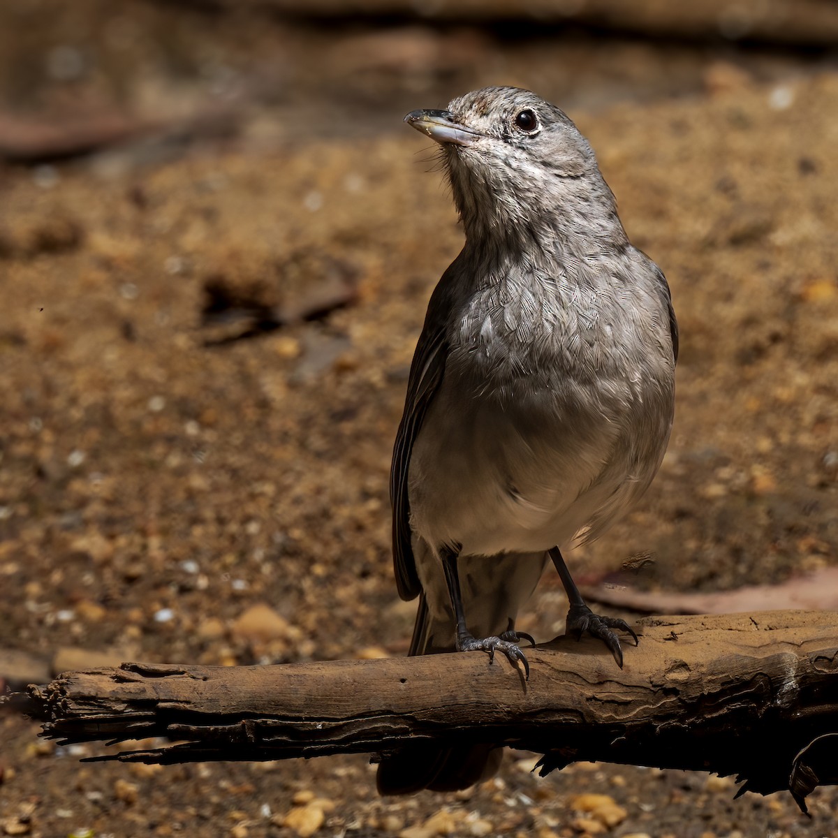 Gray Shrikethrush - ML611617324