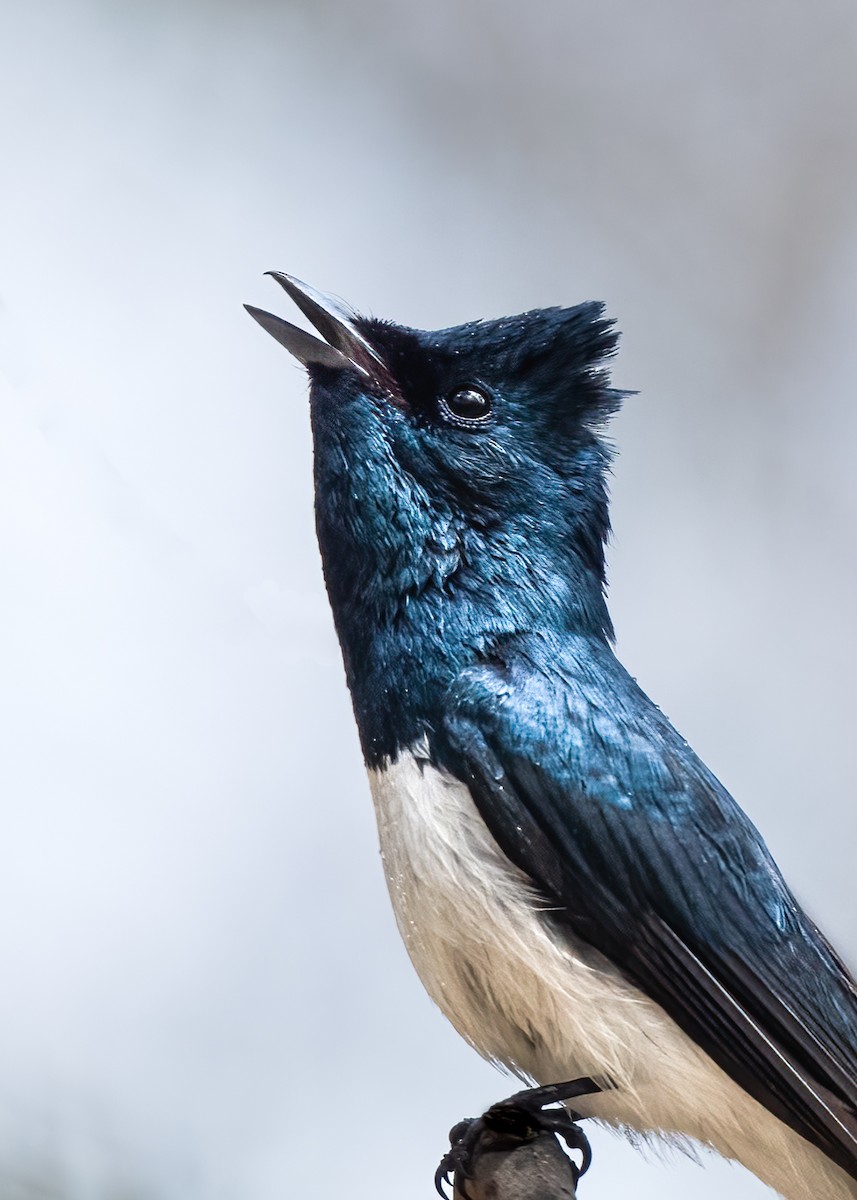 Satin Flycatcher - ML611617329