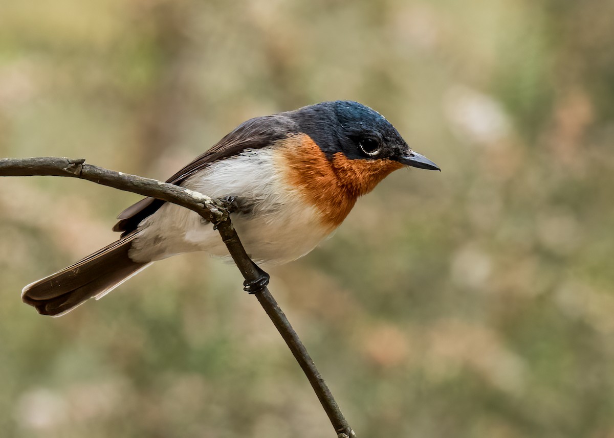 Satin Flycatcher - ML611617330