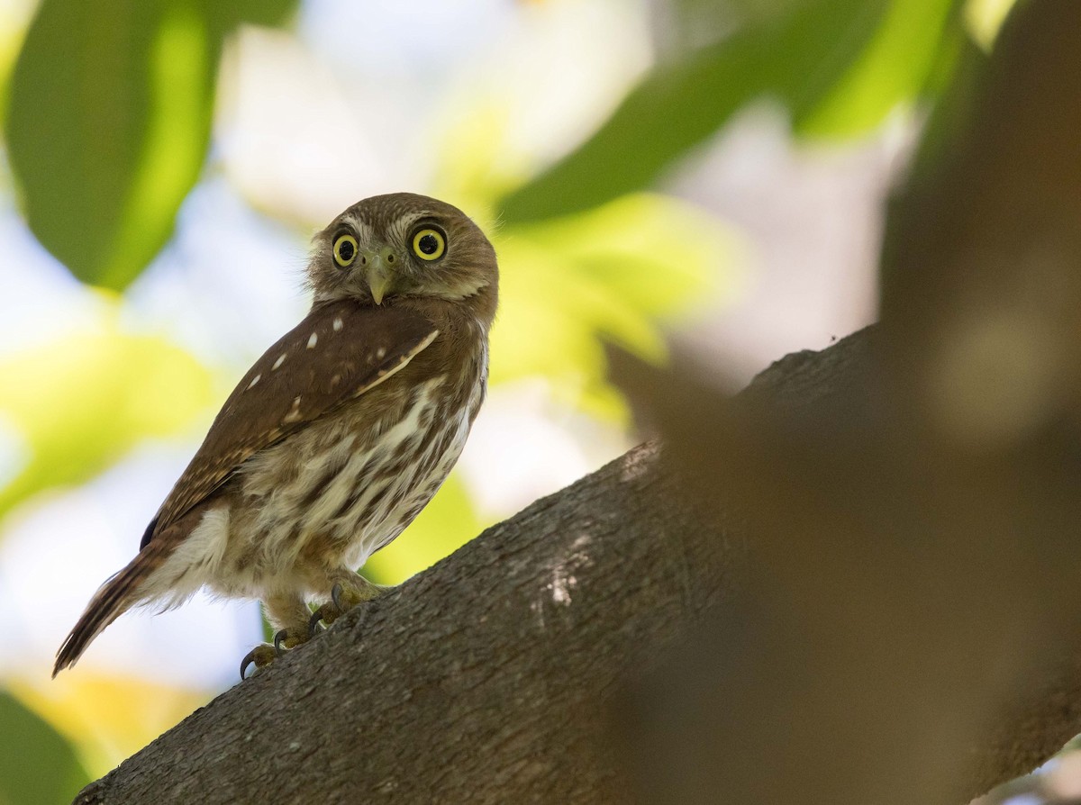 Ferruginous Pygmy-Owl - Micky Reeves