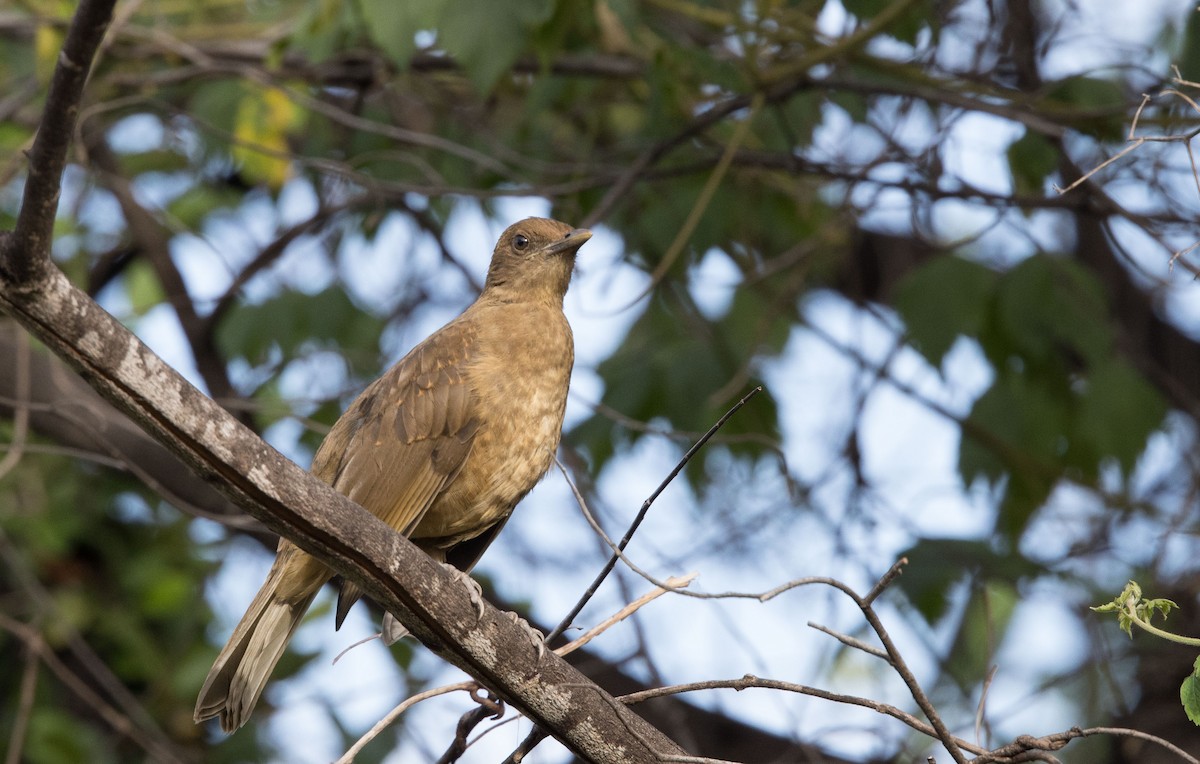 Clay-colored Thrush - Micky Reeves