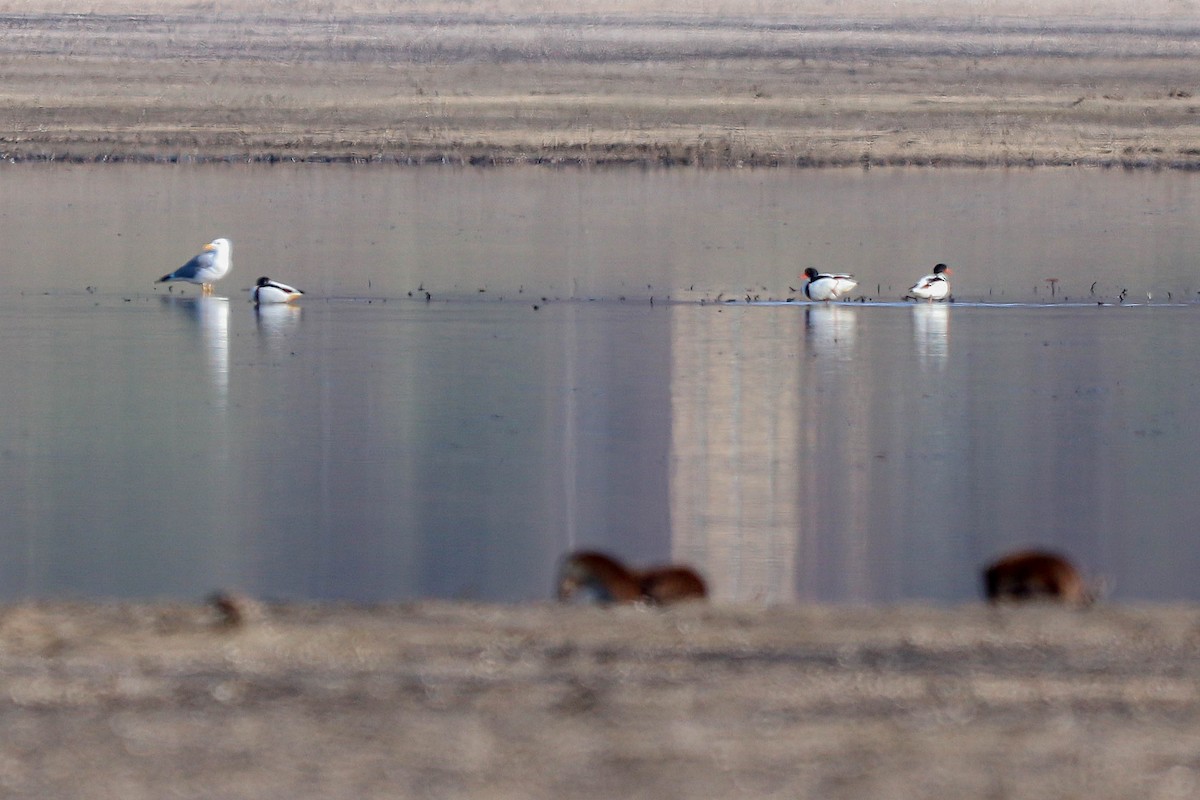 Common Shelduck - ML611617384