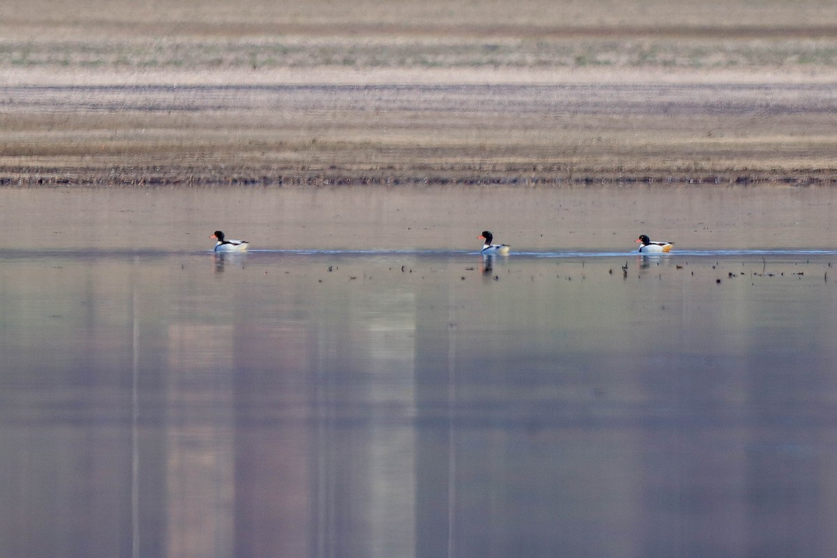 Common Shelduck - ML611617386