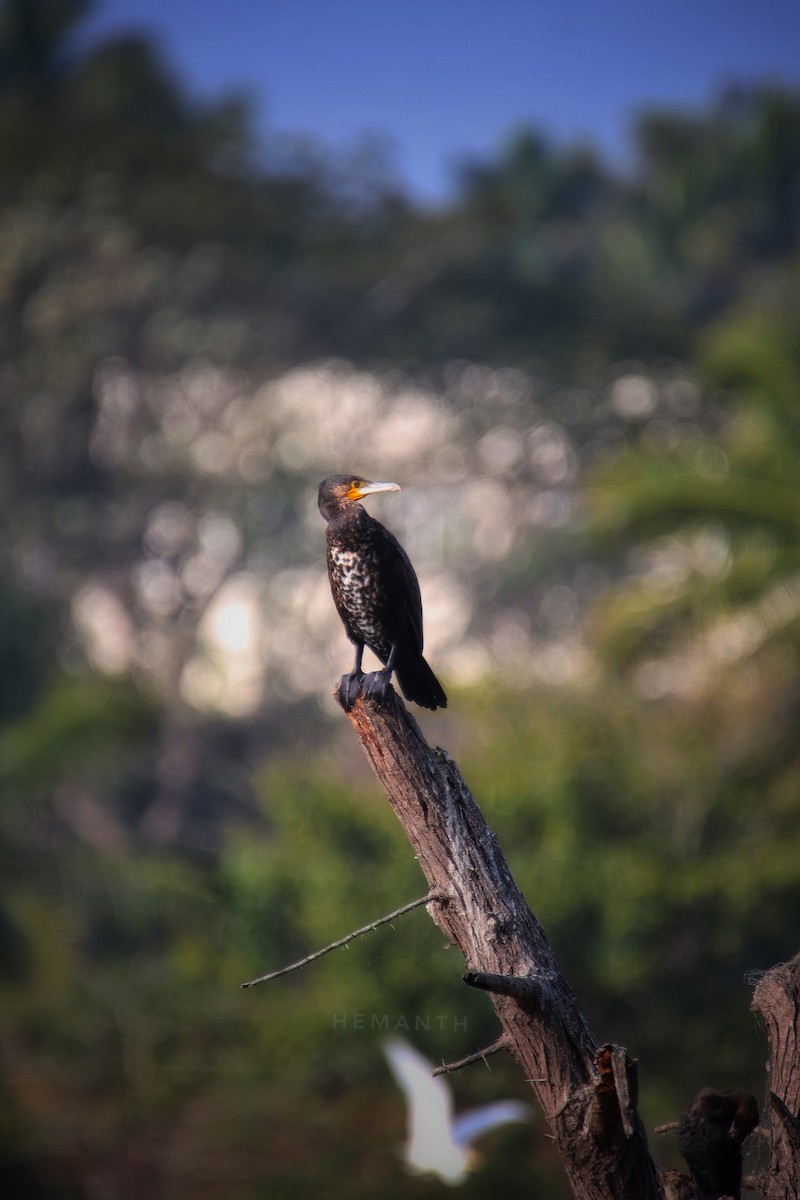 Great Cormorant - ML611617447