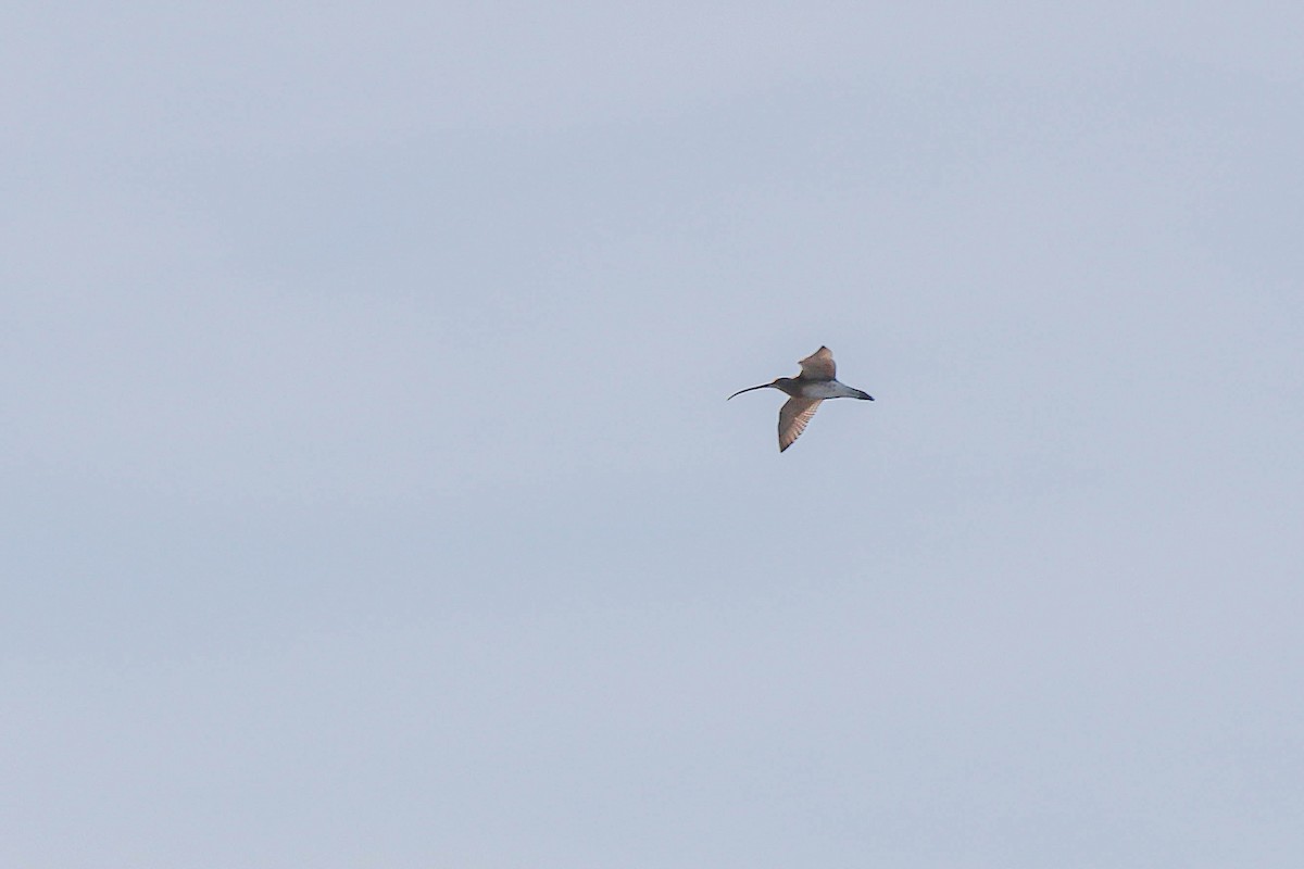 Eurasian Curlew - ML611617450