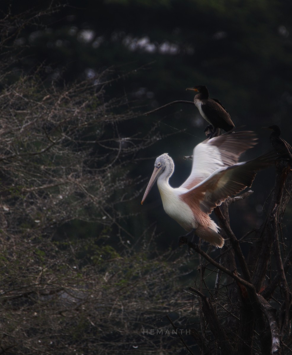 Spot-billed Pelican - ML611617451