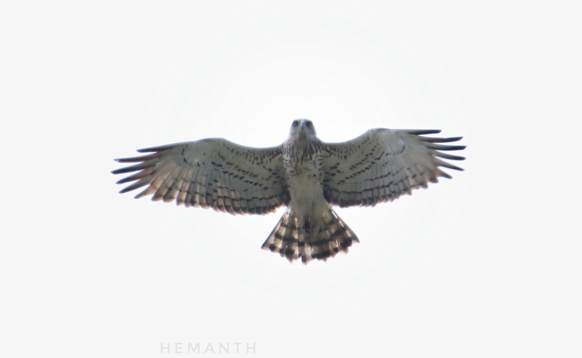 Short-toed Snake-Eagle - ML611617456