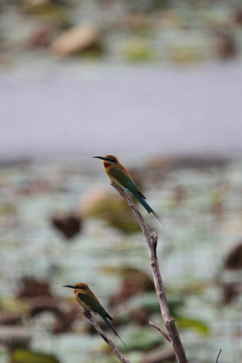 Blue-tailed Bee-eater - ML611617466