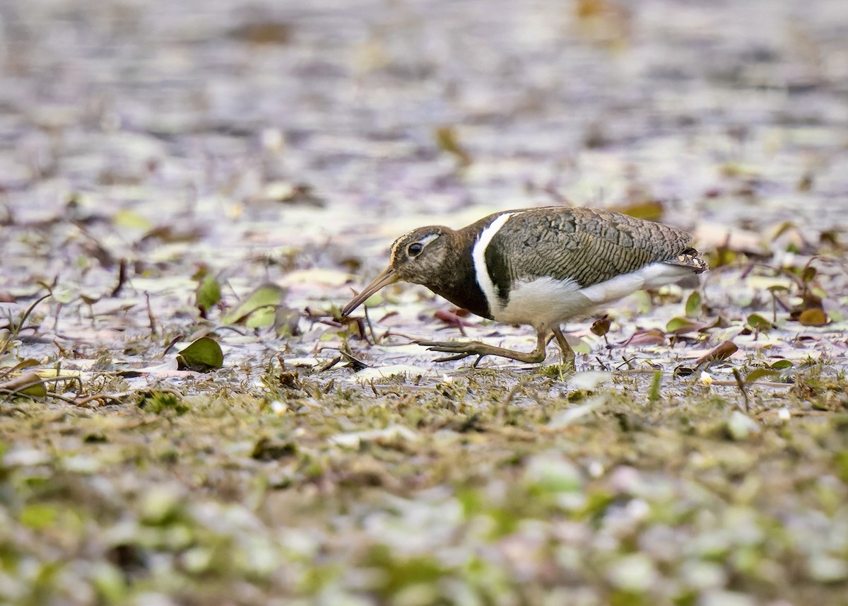 Australian Painted-Snipe - ML611617482