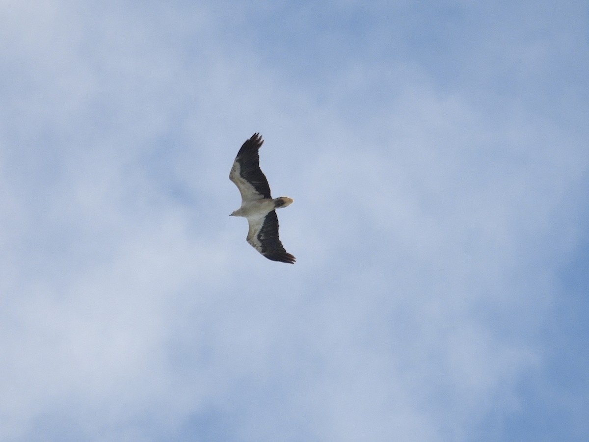 White-bellied Sea-Eagle - Joanne Thompson