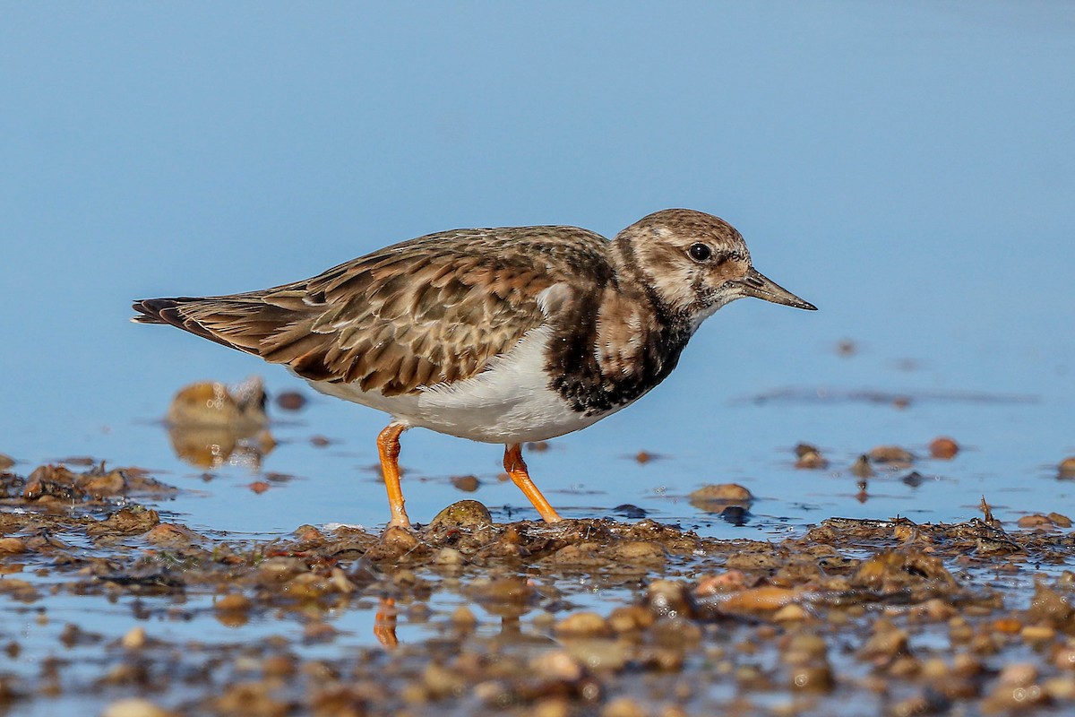 Ruddy Turnstone - ML611617491