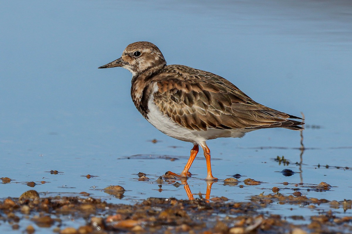 Ruddy Turnstone - ML611617492