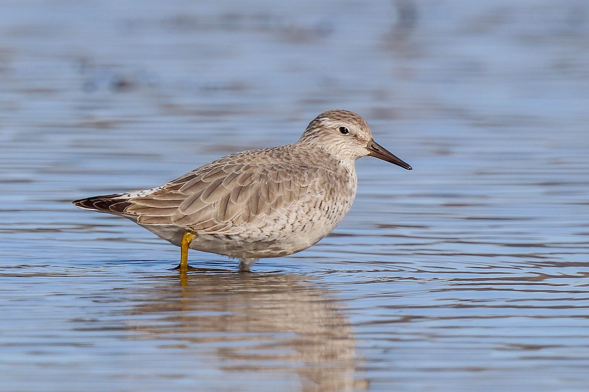 Red Knot - ML611617503