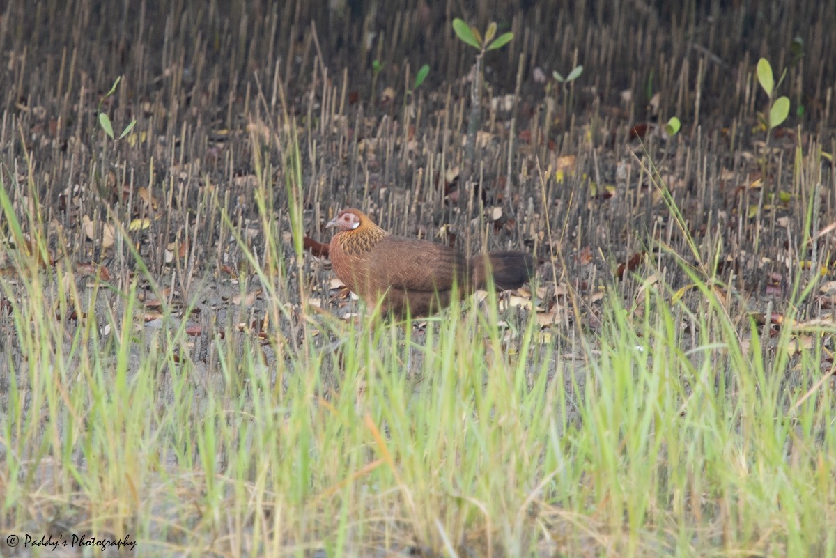 Red Junglefowl - ML611617507