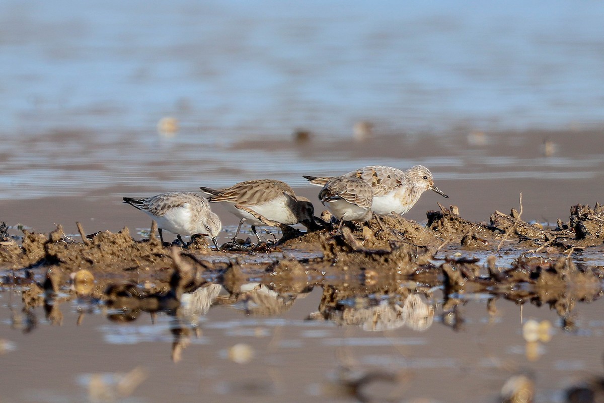 Bécasseau sanderling - ML611617514