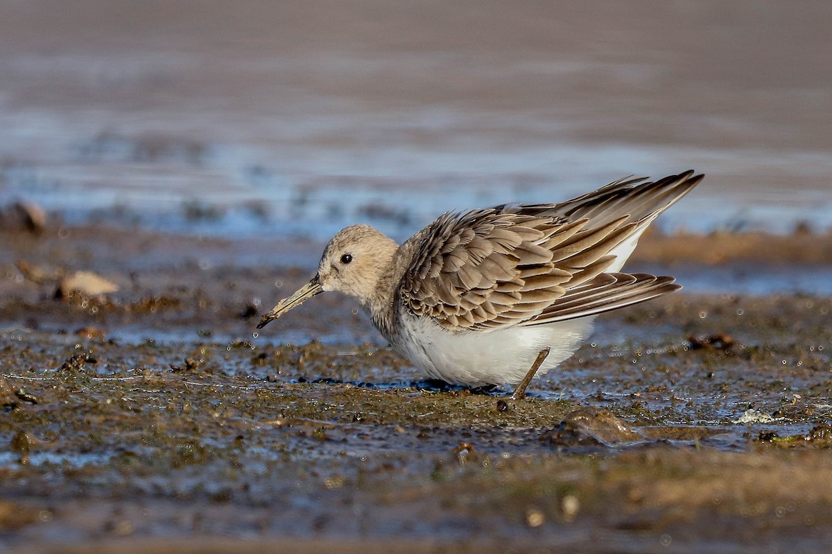 Dunlin - ML611617531