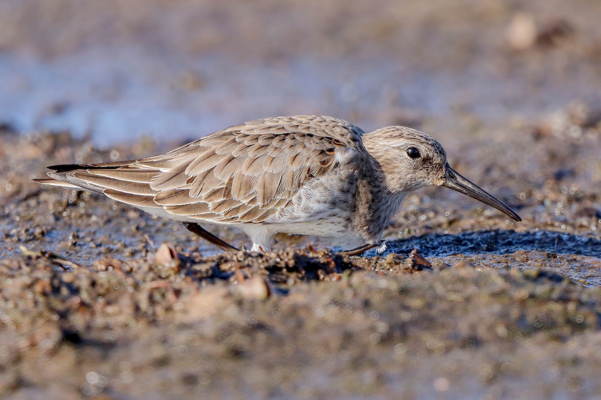 Bécasseau variable - ML611617532