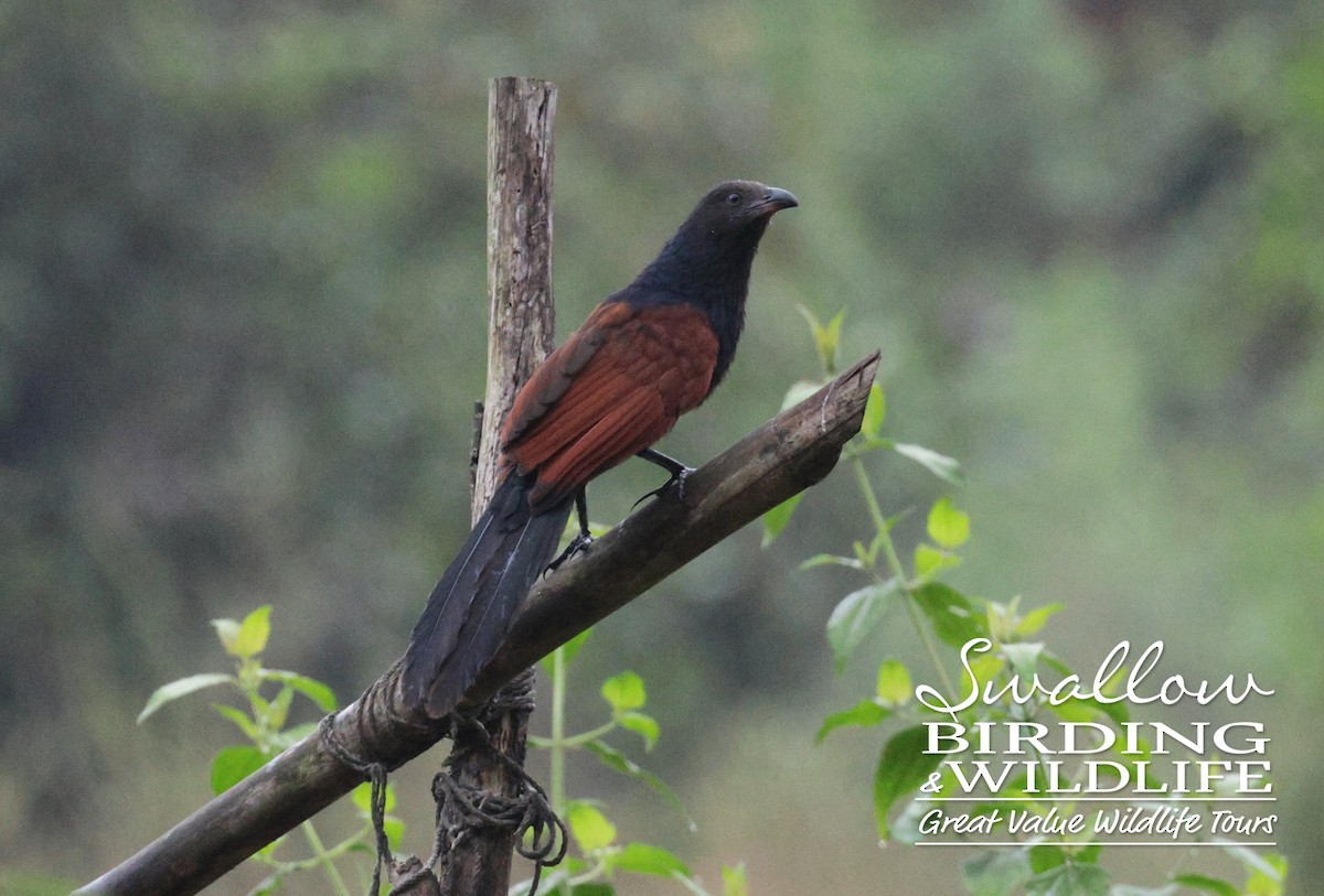 Greater Coucal - ML611617578