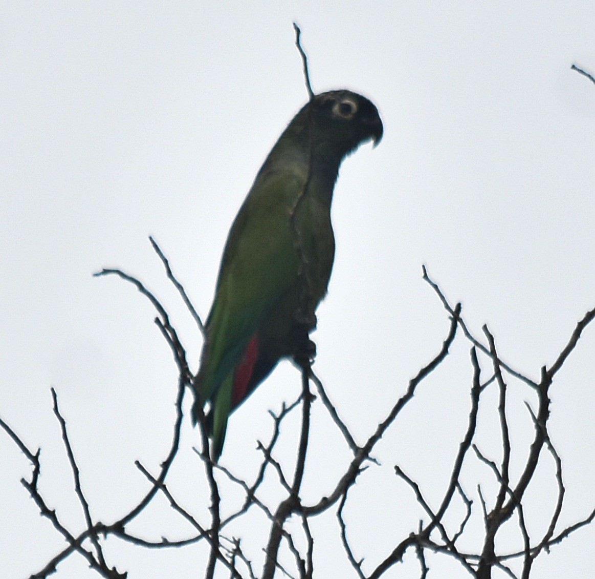 Scaly-headed Parrot - ML611617582