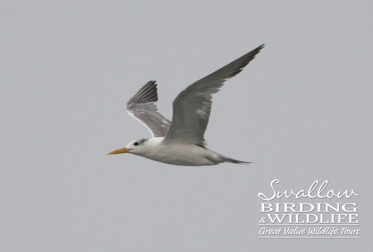Great Crested Tern - ML611617585