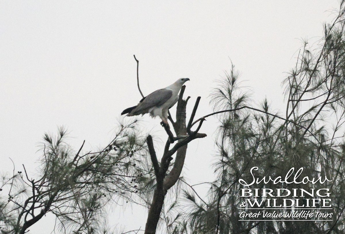 White-bellied Sea-Eagle - ML611617586