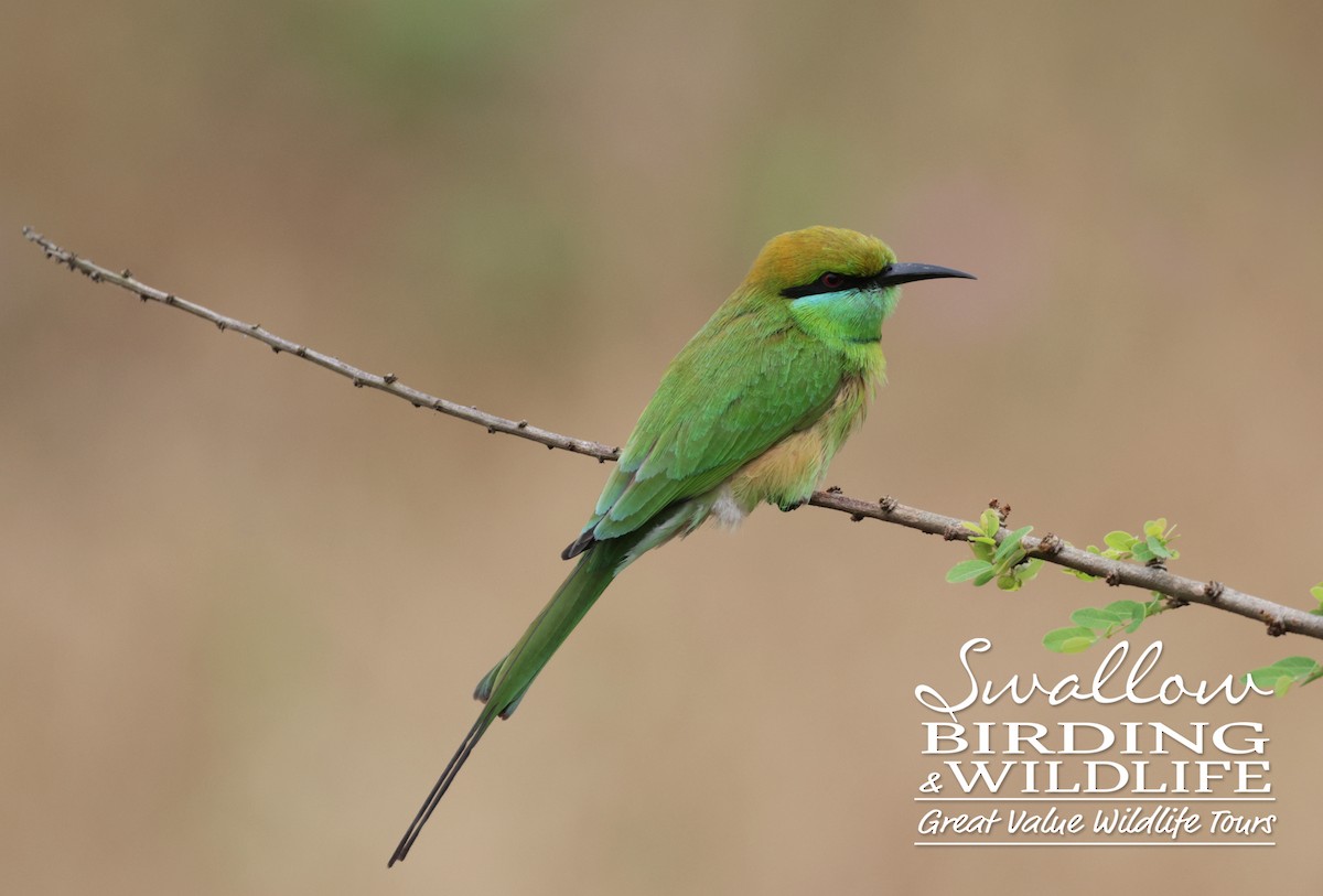 Asian Green Bee-eater - Steve Grimwade