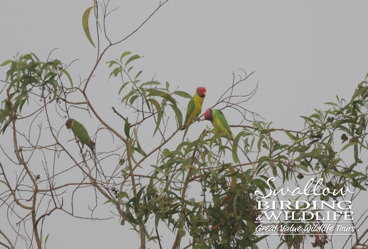 Plum-headed Parakeet - ML611617592