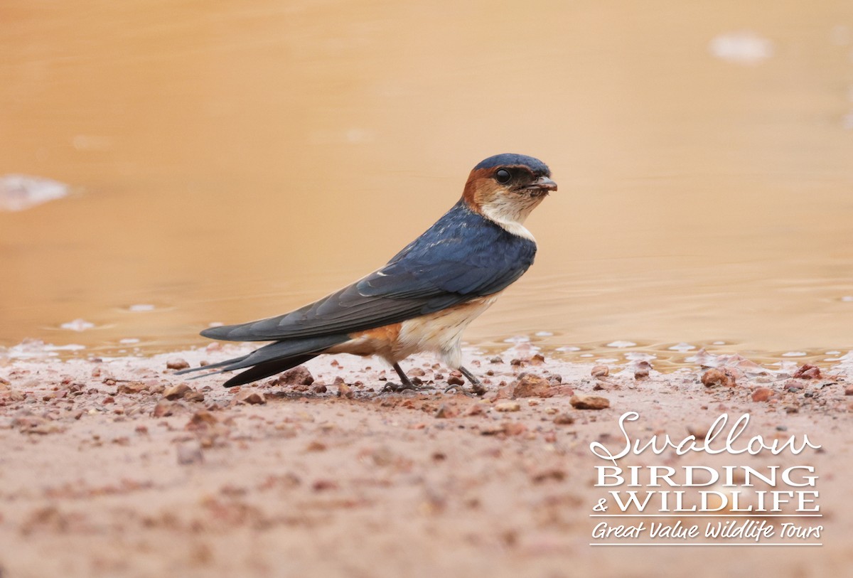 Red-rumped Swallow - ML611617600