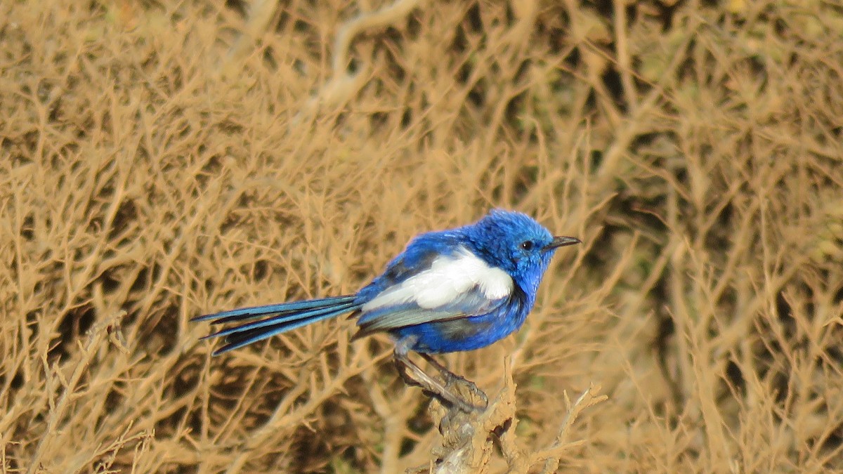 White-winged Fairywren - ML611617606