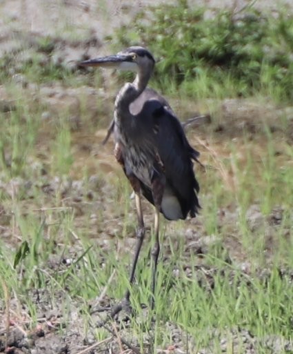 Great Blue Heron - ML611617731