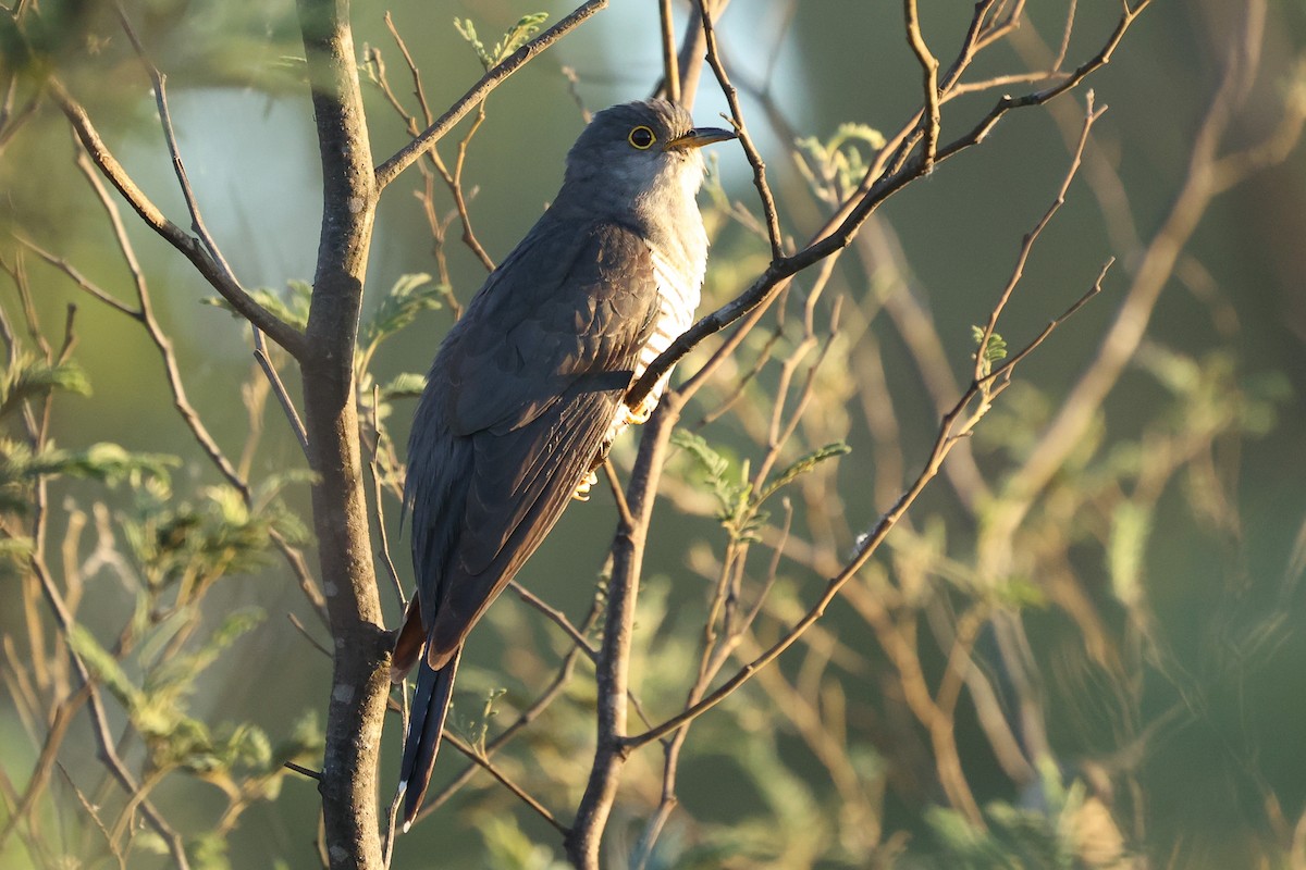 Madagascar Cuckoo - Daniel Engelbrecht - Birding Ecotours