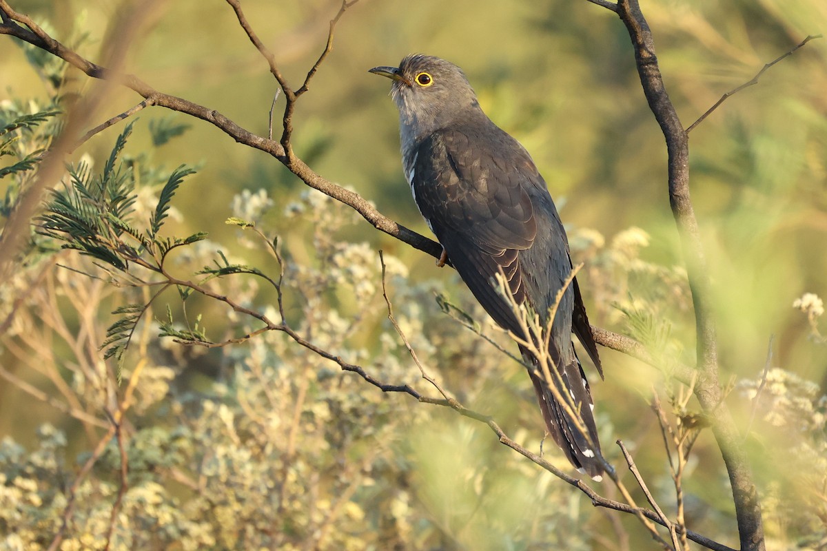 Madagascar Cuckoo - Daniel Engelbrecht - Birding Ecotours