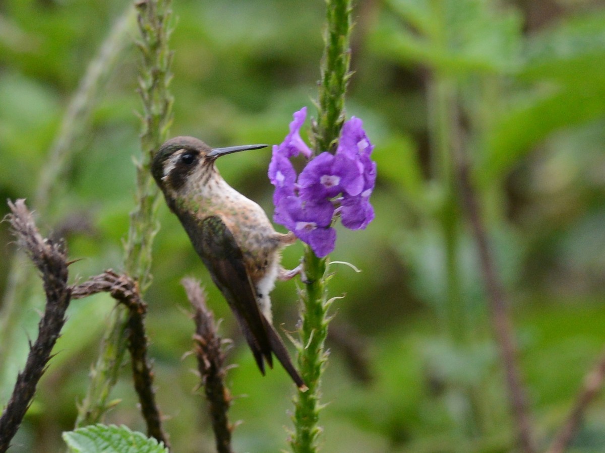 Colibri moucheté - ML611617801