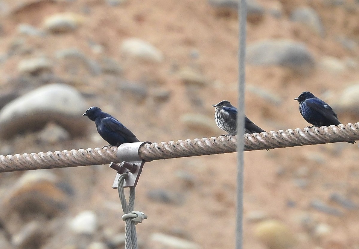 Golondrina Sureña - ML611617866