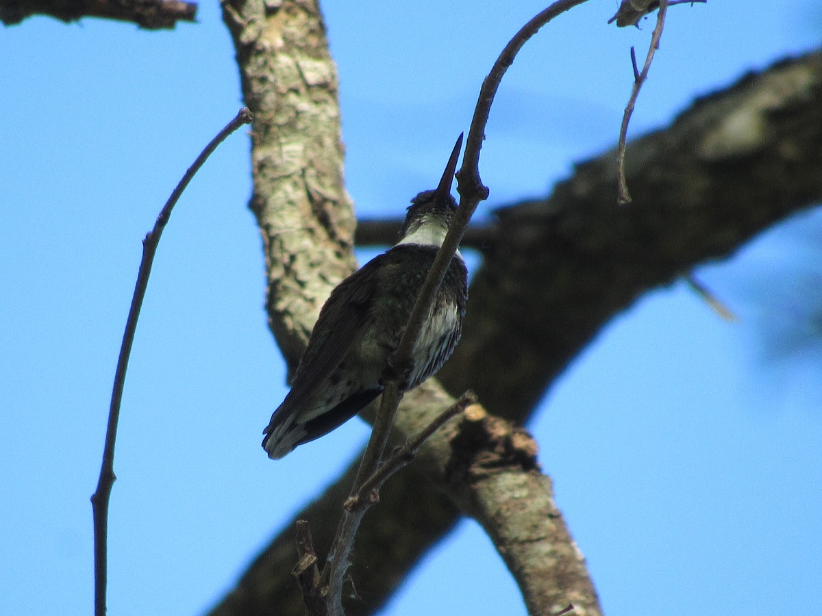 White-throated Hummingbird - AndreLu AndreaVergara