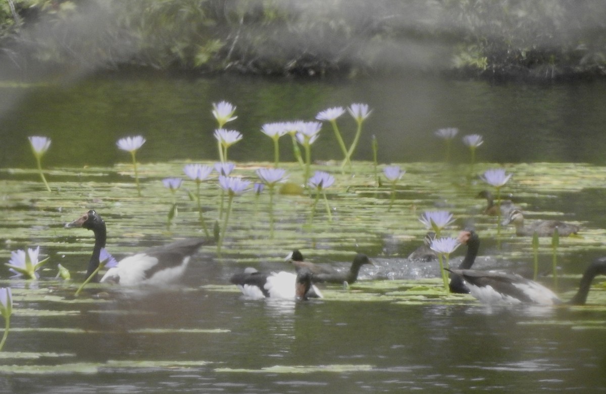 Magpie Goose - ML611617918