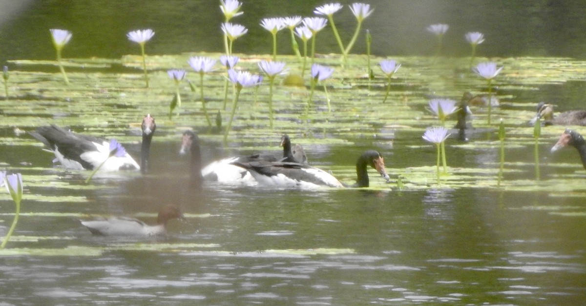 Magpie Goose - ML611617919