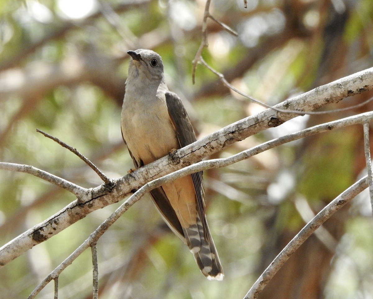 Brush Cuckoo (Australasian) - Marion Roper