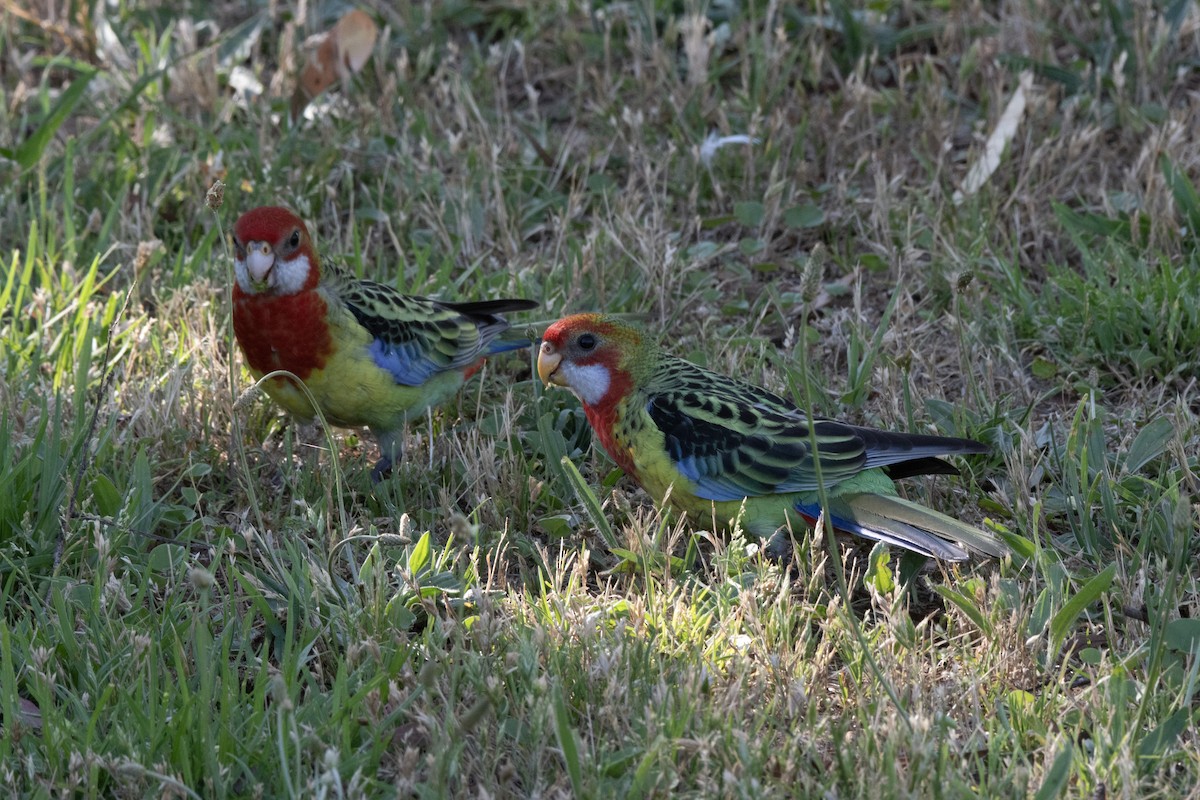 Eastern Rosella - ML611618000