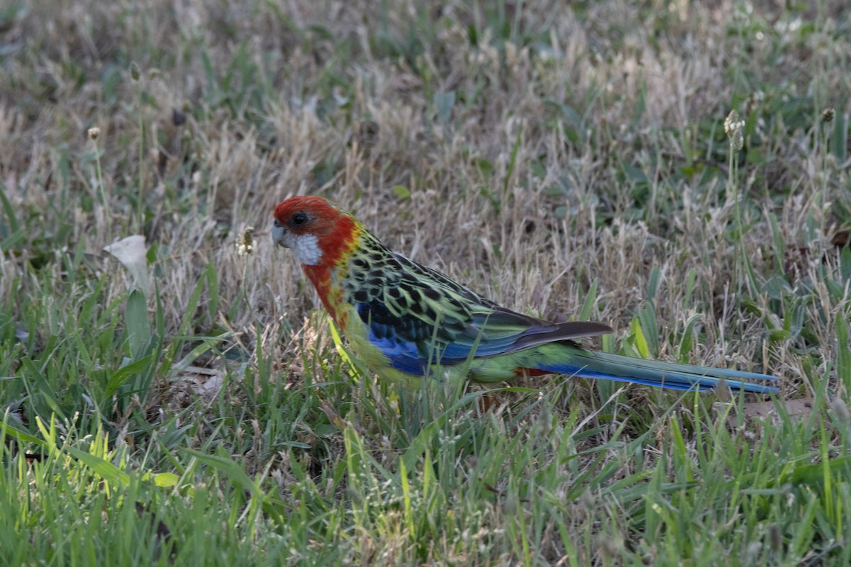 Eastern Rosella - Owen  Lawton