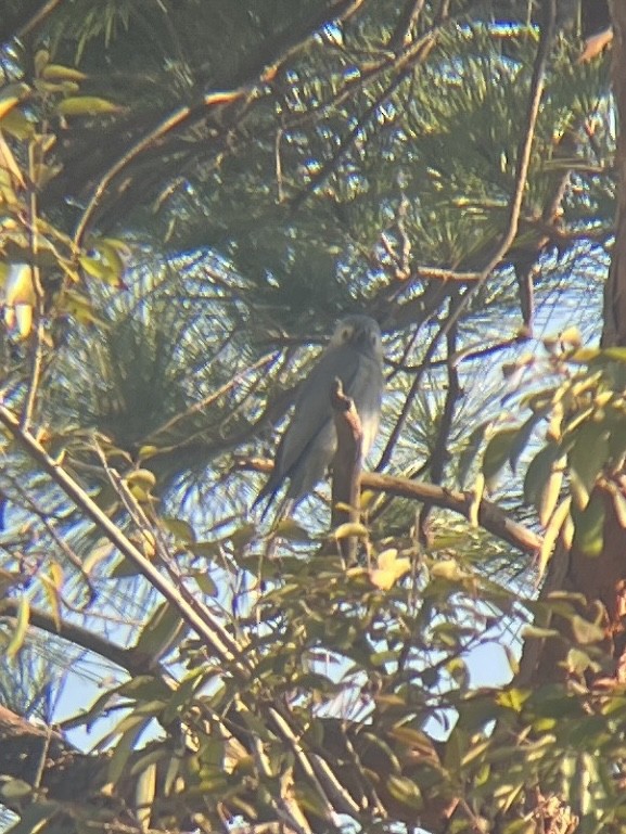 Drongo cendré (innexus/leucogenis/salangensis) - ML611618013