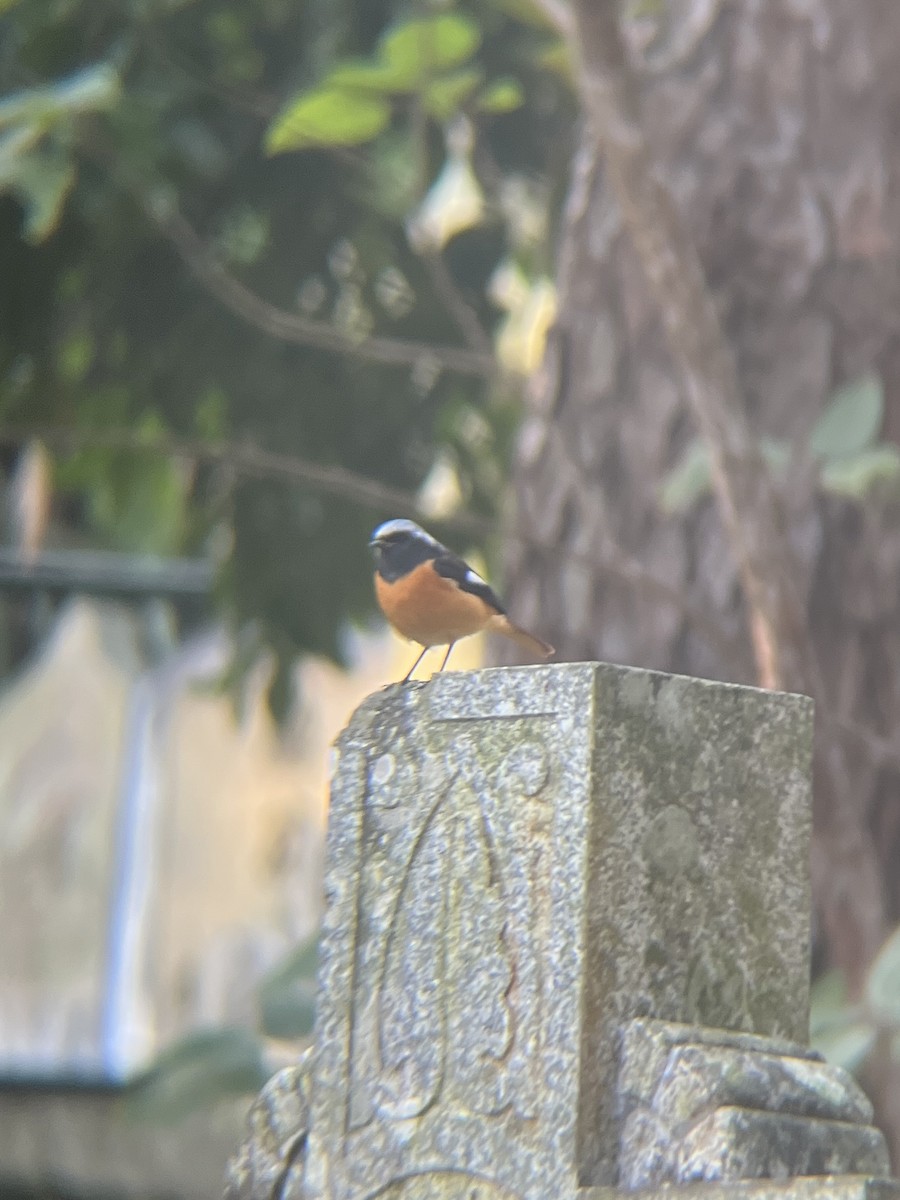 Daurian Redstart - ML611618017