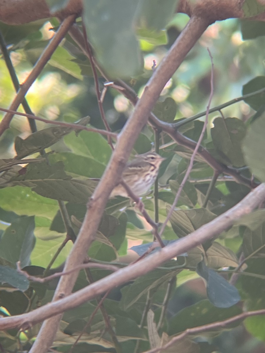 Olive-backed Pipit - ML611618020