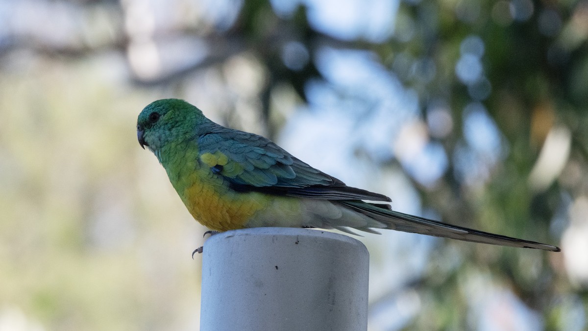 Red-rumped Parrot - Owen  Lawton