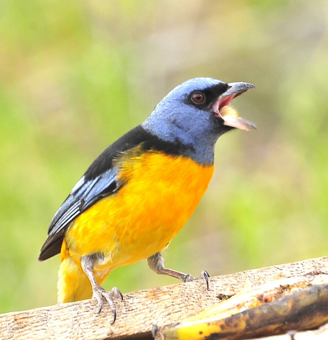 Blue-and-yellow Tanager (Blue-and-yellow) - ML611618051