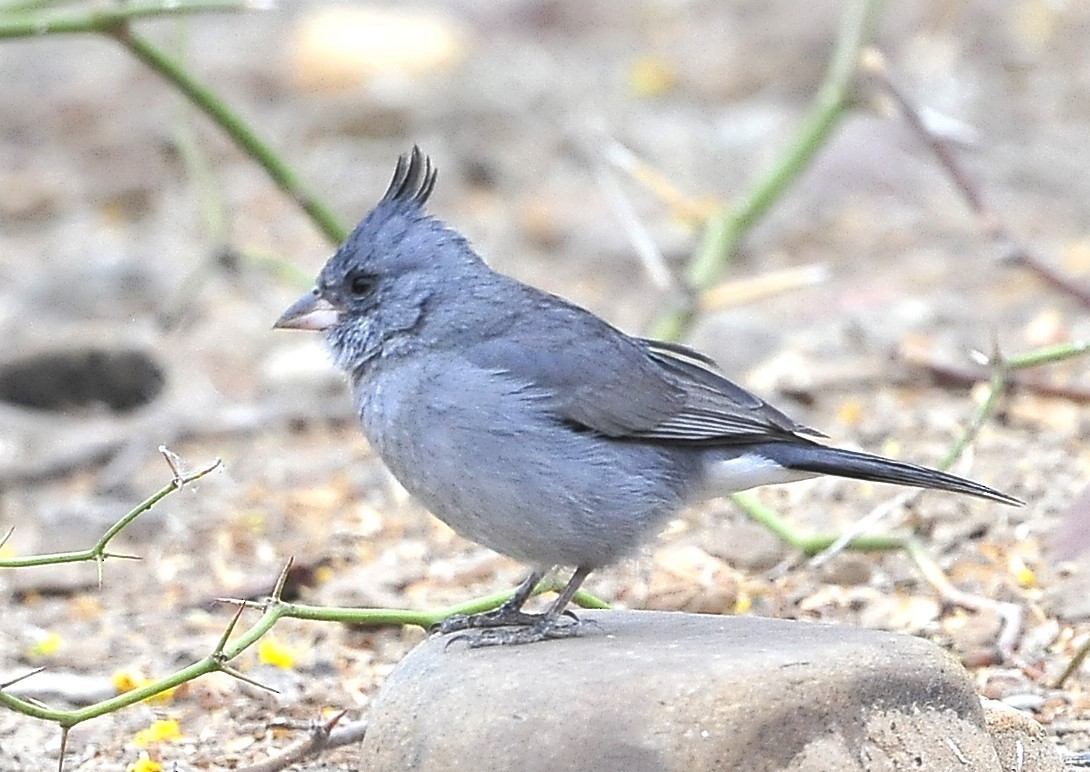 Soldadito Gris - ML611618068