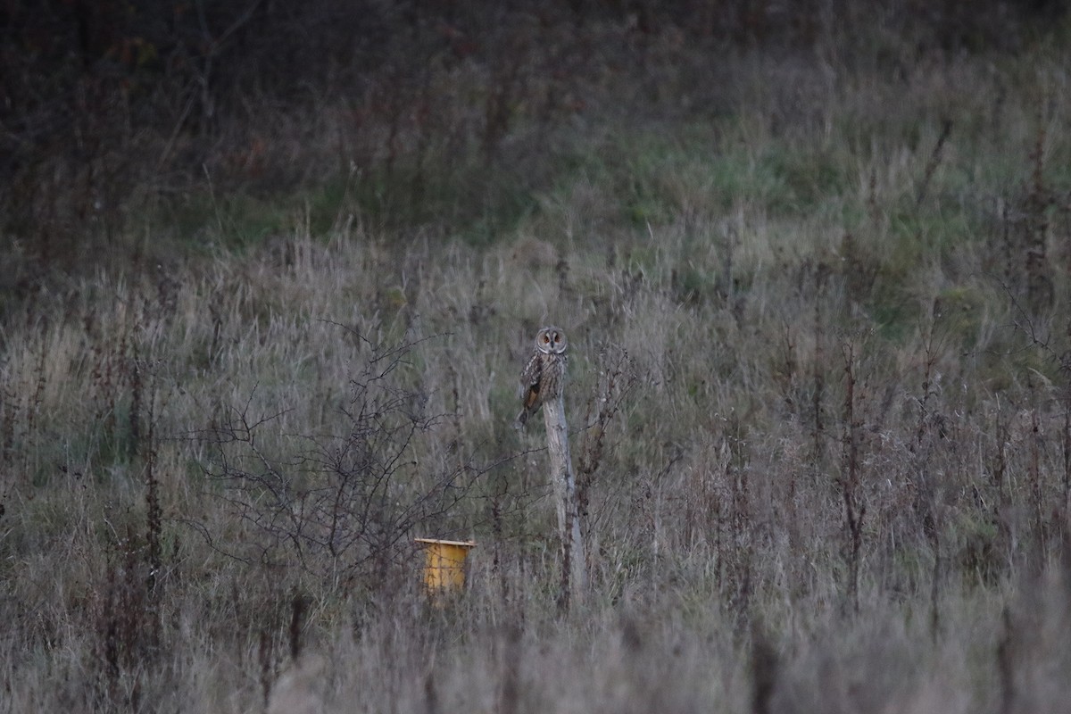 Long-eared Owl - ML611618120